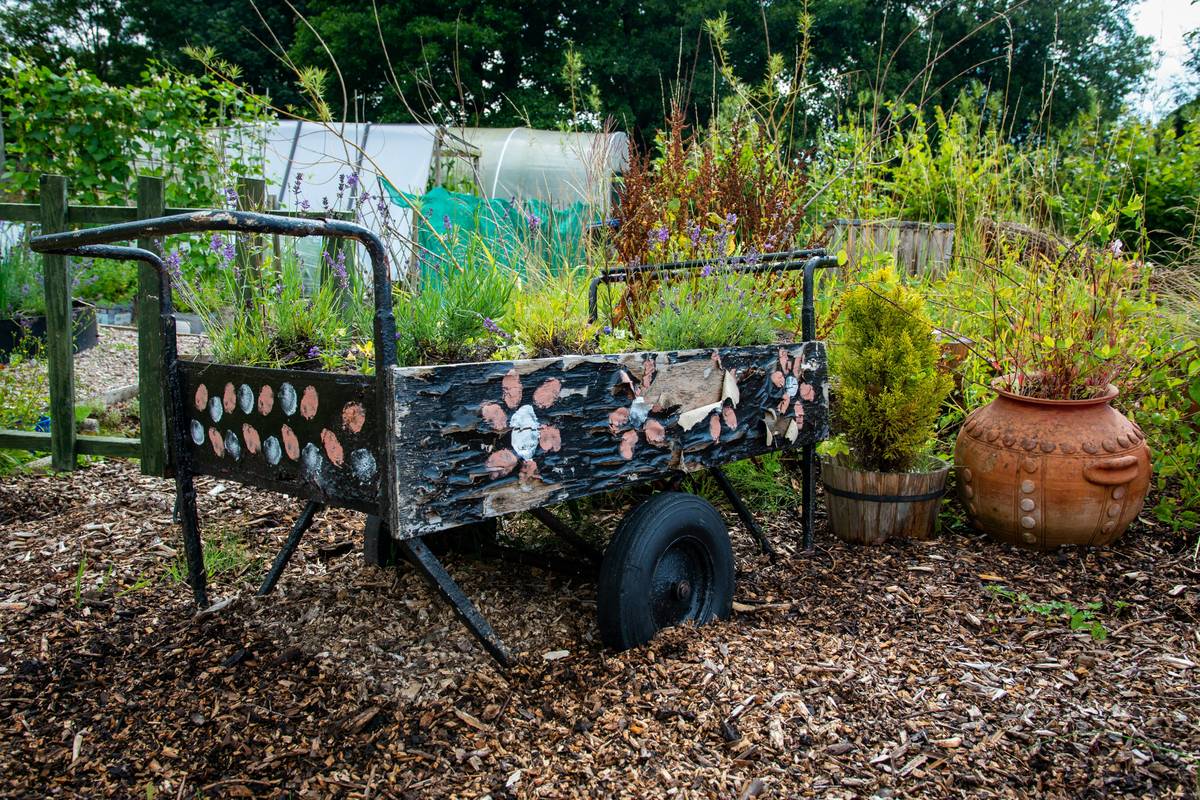Old wheelbarrow repurposed as a planter in a garden.
